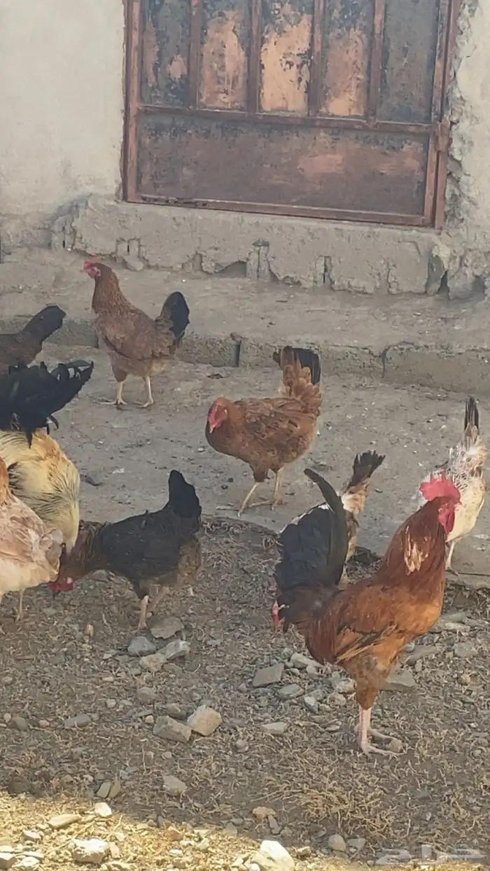دجاج بلدي للبيع 13
