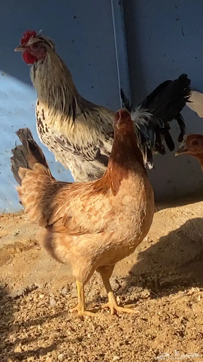 دجاج بلدي بياض 4