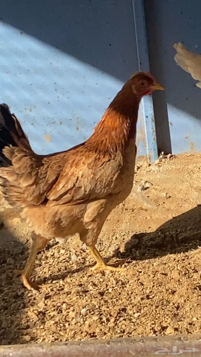 دجاج بلدي بياض 1