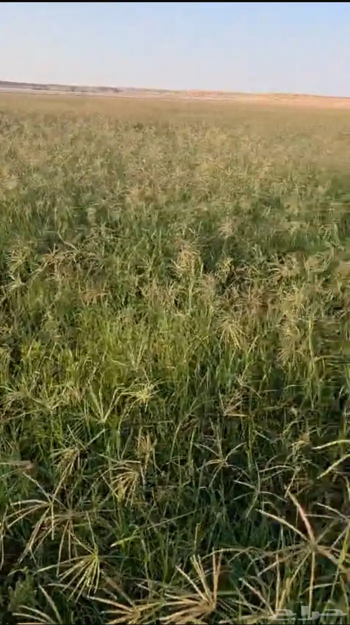 رودس للبيع ساجر 1