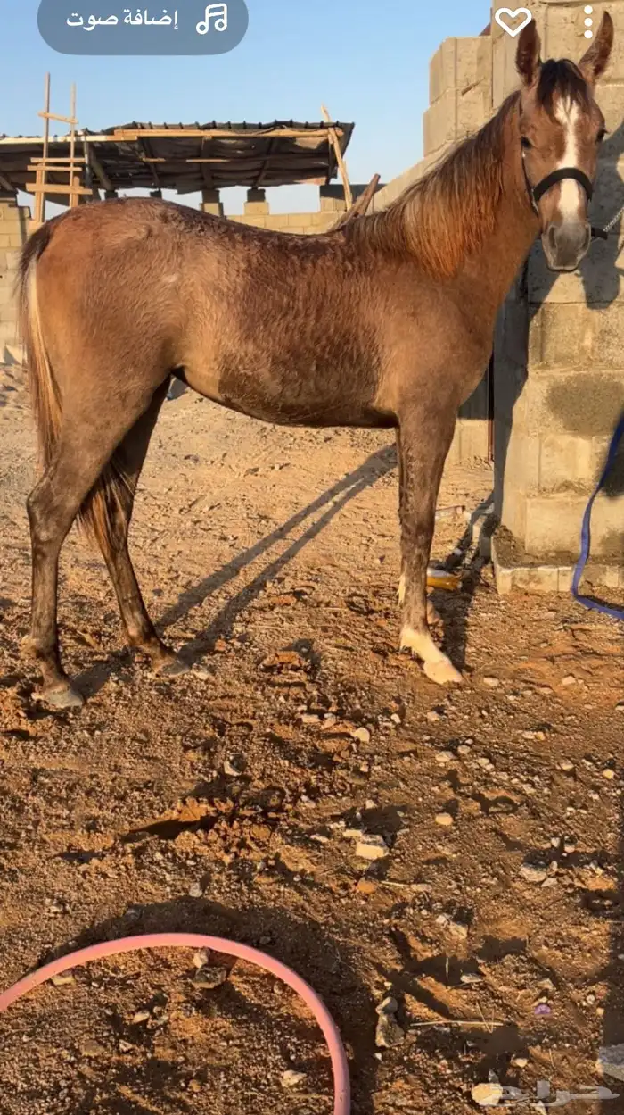 مهره شعبيه كفوو للبيع 2