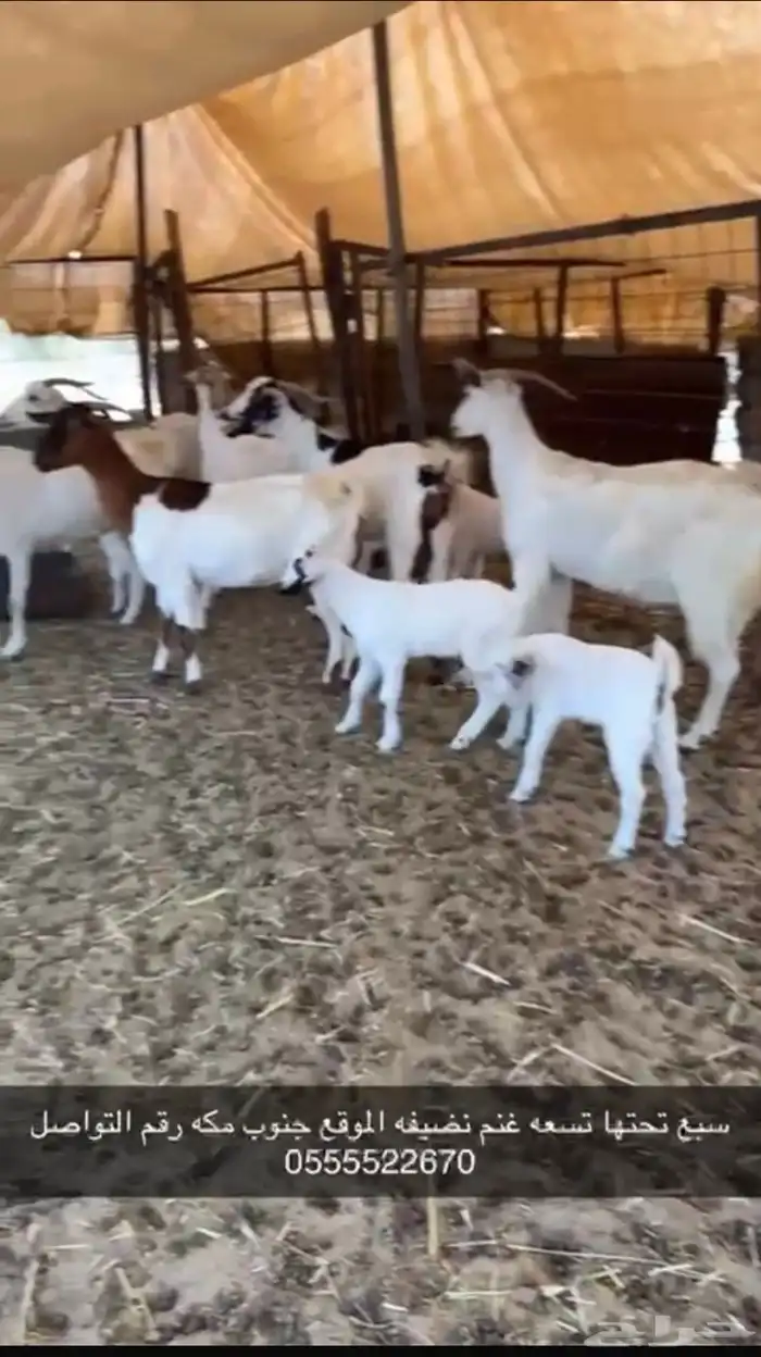 معزا نظيفة للبيع 1