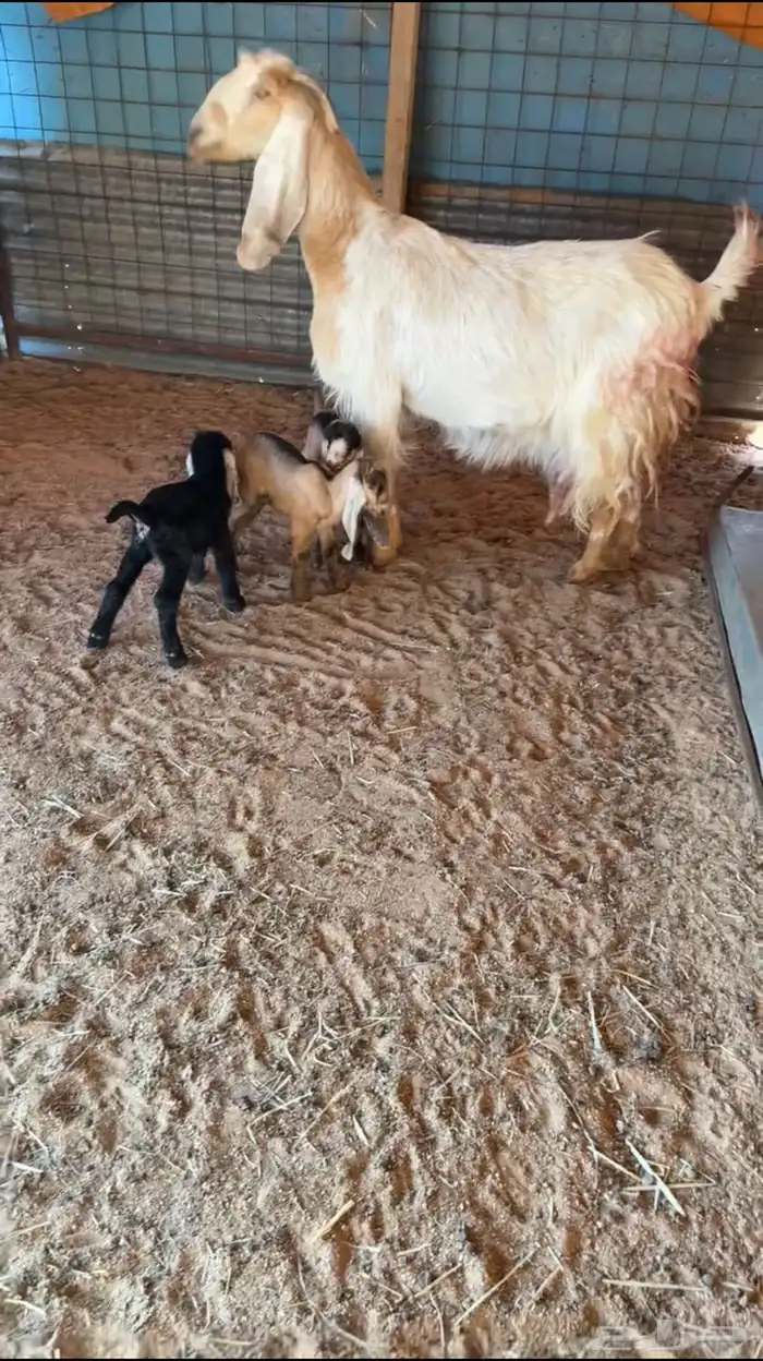 للبيع عنز خلفه 0