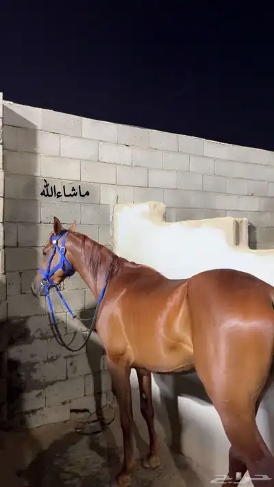 حصان شعبي شيخ index