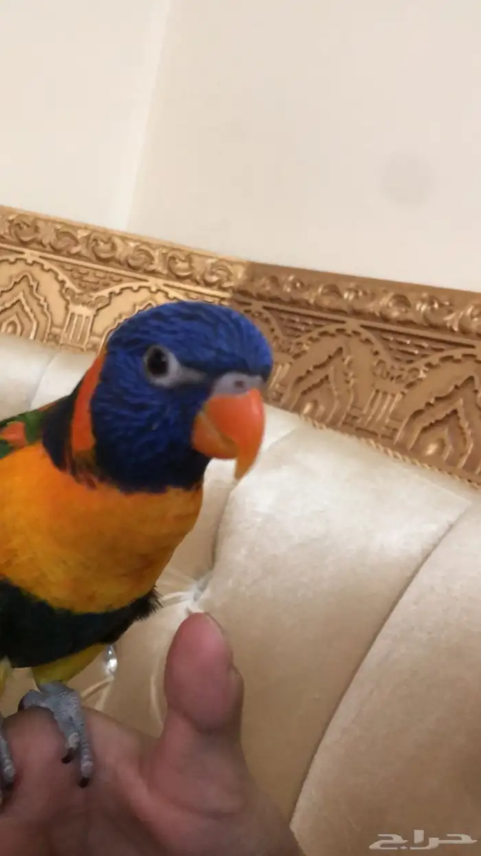 ببغاء لوري اليف 1