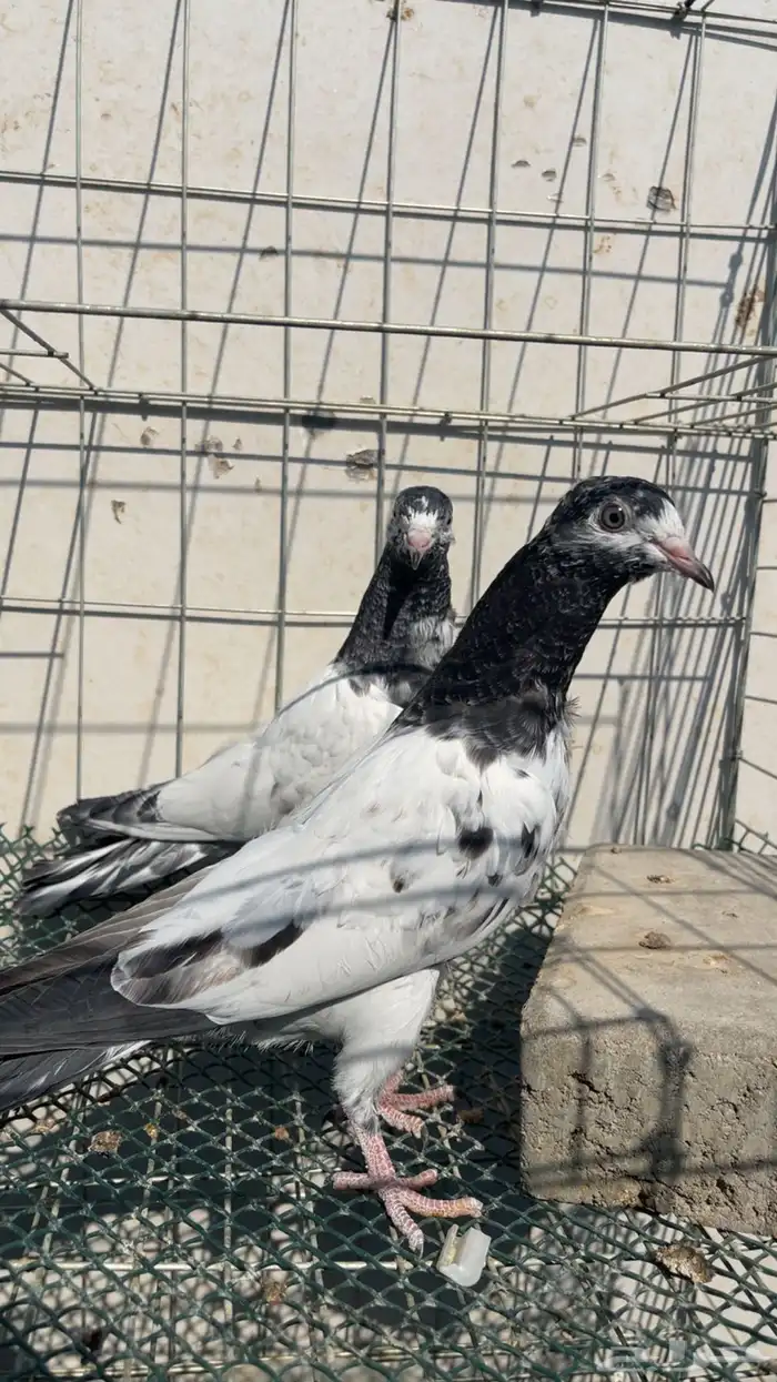 حمام باكستاني 4