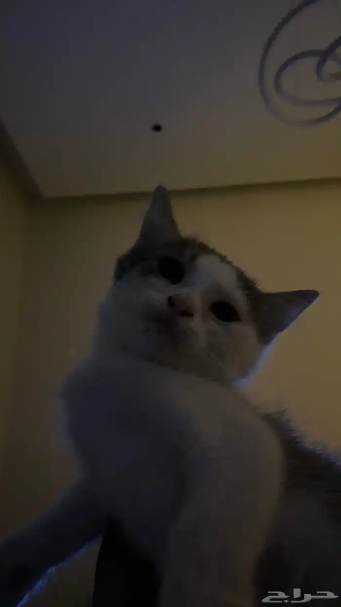 كتن للتبني سكوتش 8