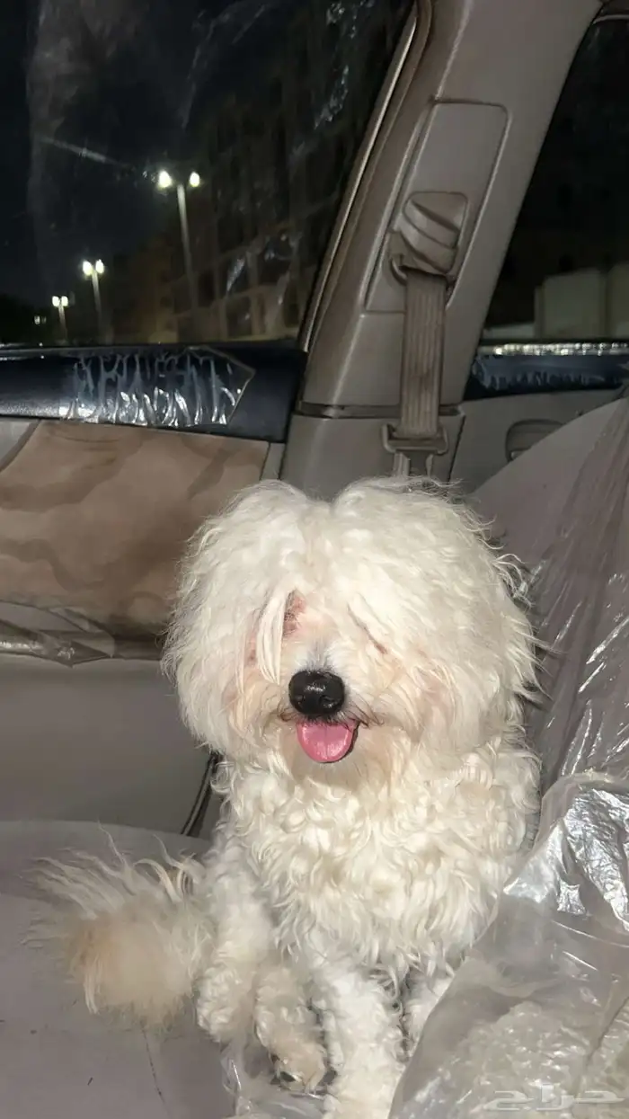 كلاب مالتيز 3