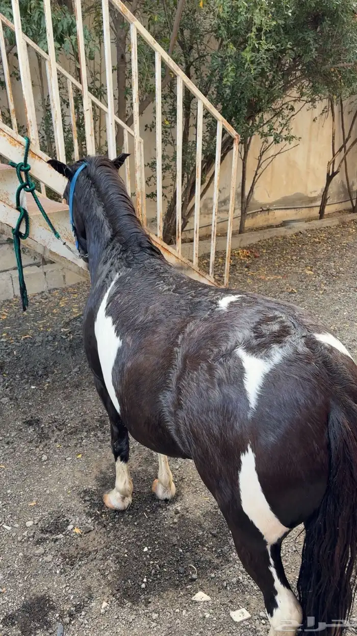 سيسيه للبيع سليمه شرط ماتشكي من اي شي العمر 7سنوات 0