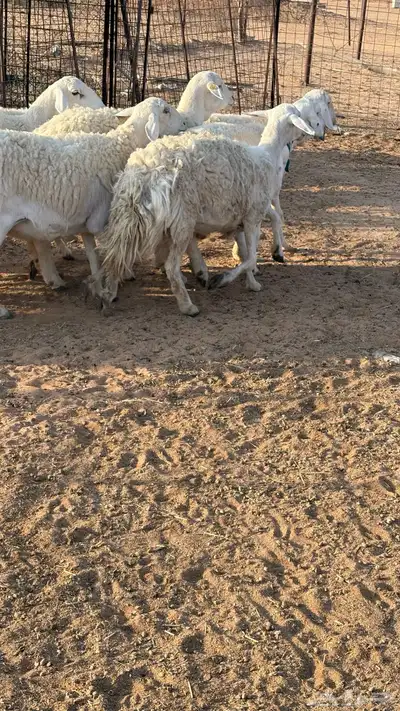 حريات حرش مضاريع index