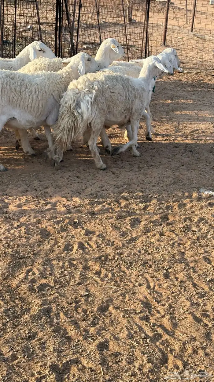 حريات حرش مضاريع 1