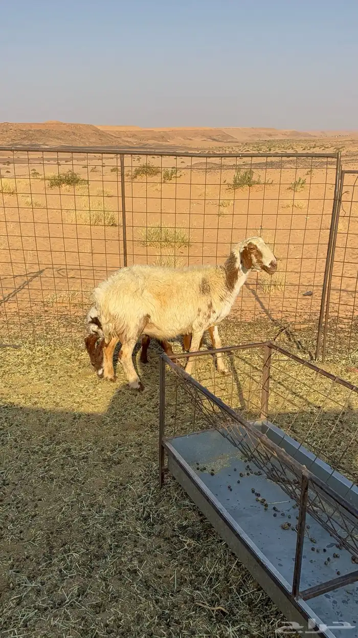 متبع نعيميه تحته طلي ذبيحه 0