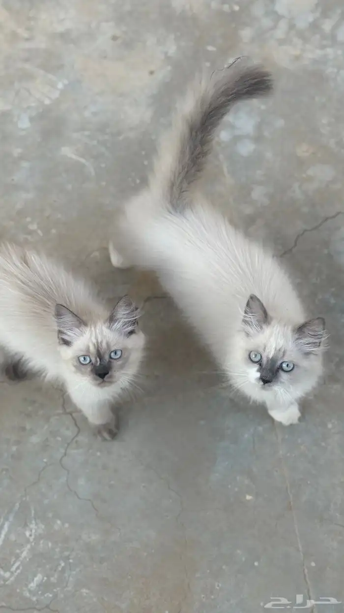 قطط شيرازي 0