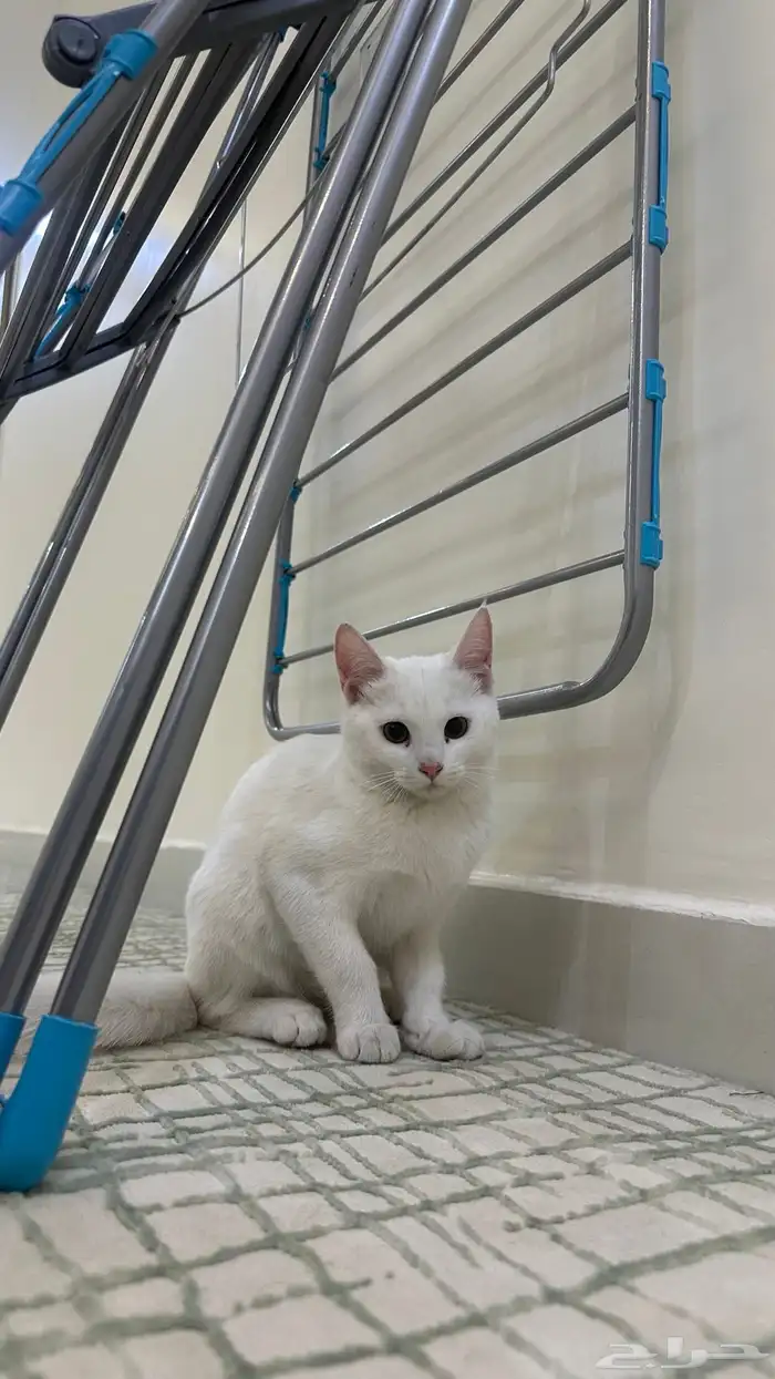 للبيع قطط شيرازي 1