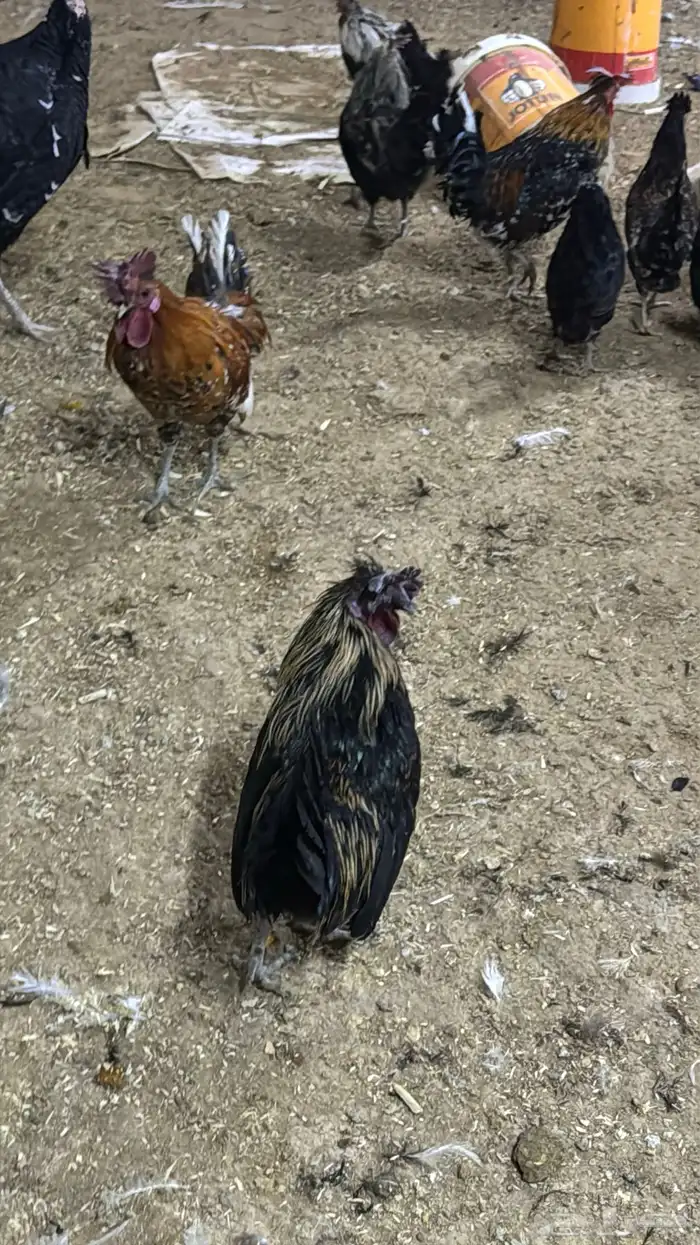 دجاج كويتي حباحب مشكل 61