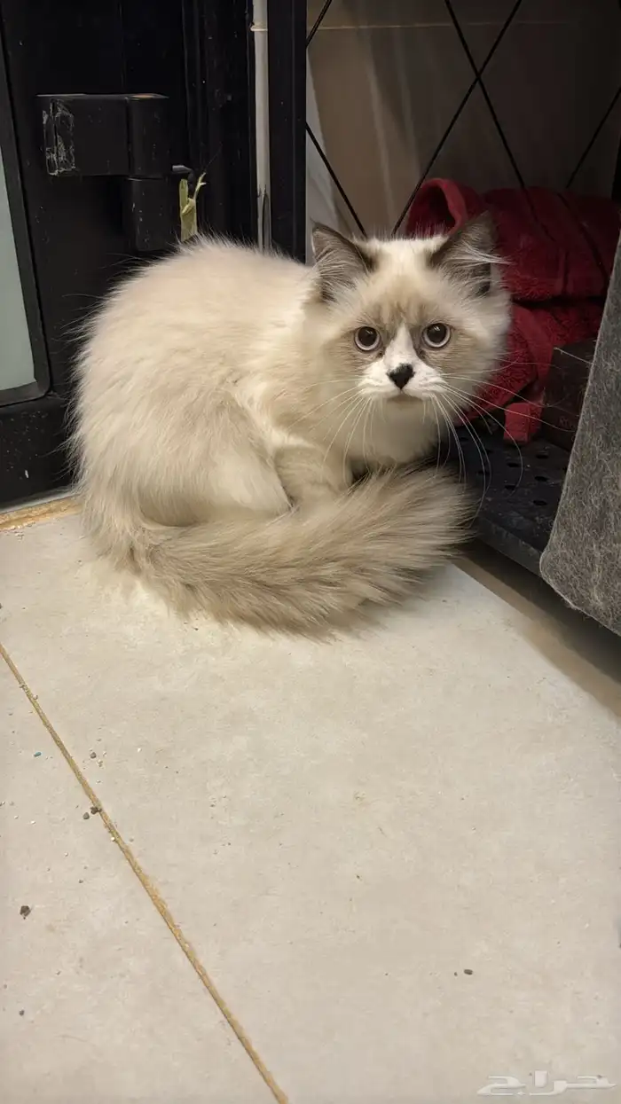 قطط هملايا 0