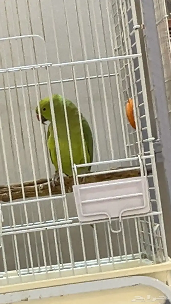 طيور درة وجوز انتاج 5