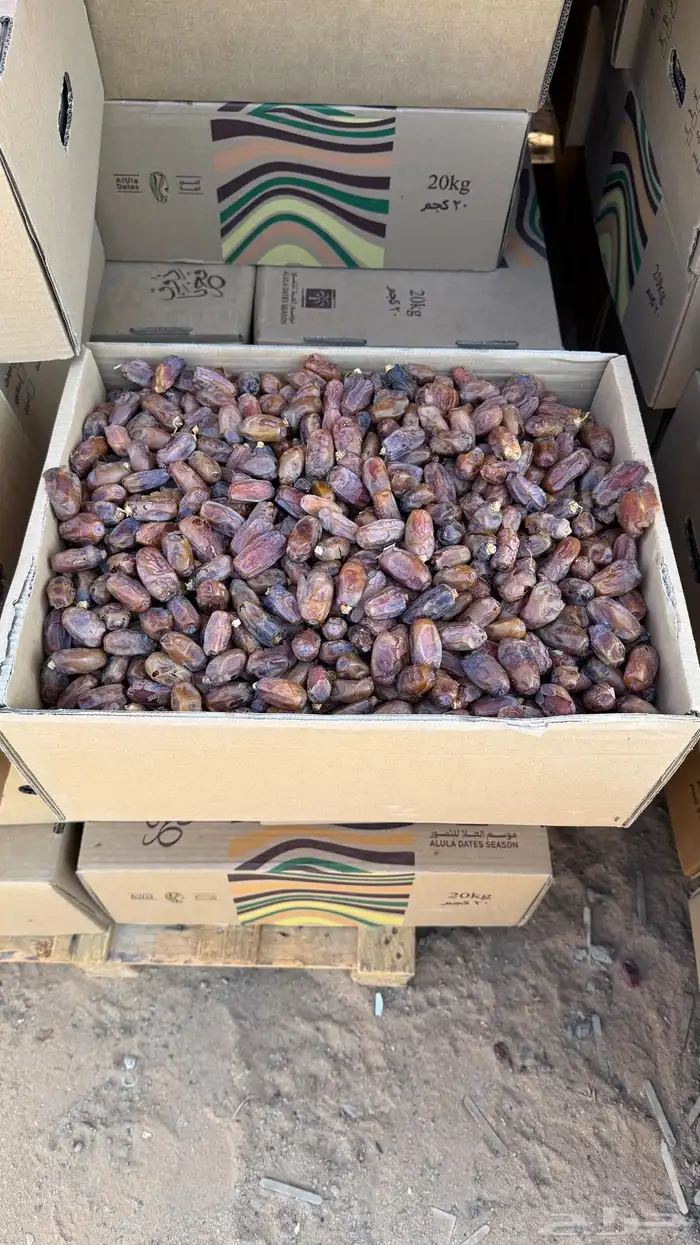 تمر برني عادي الحجر 5