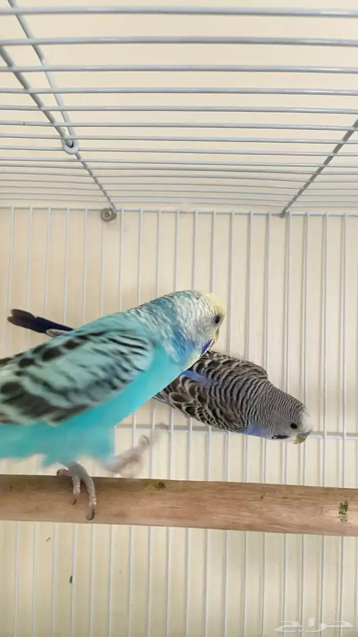 زوج طيور الحب بادجي متوالف وقريب انتاج شرط كل شي 3