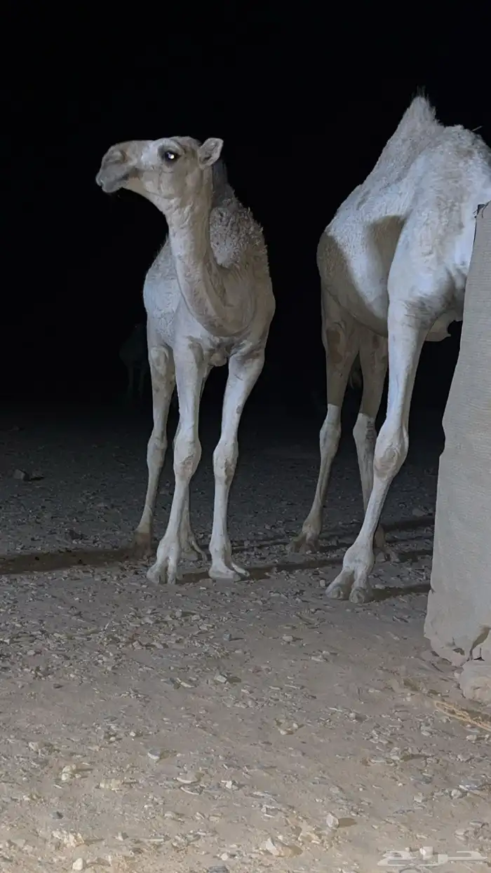 بكره عمرها 8اشهرر للبيع مالي حد 0