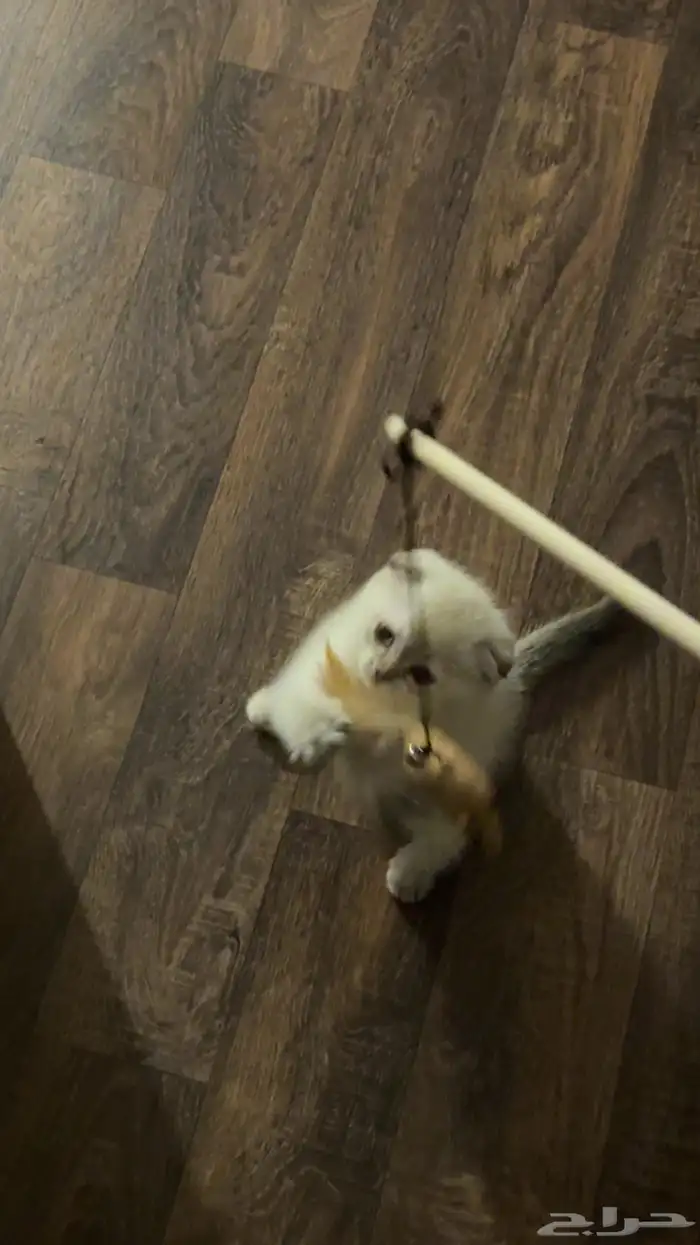 قطة سكوتش فولد 0