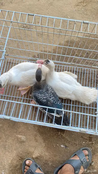 بط للبيع index