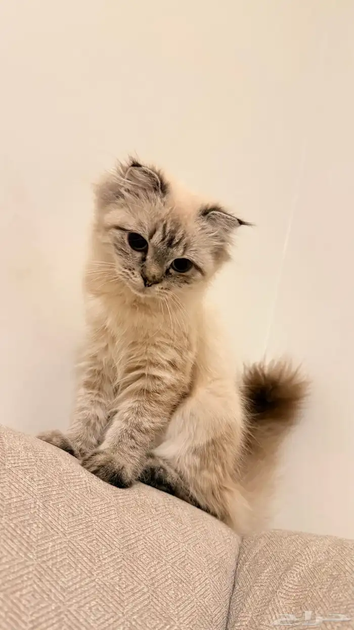 قط هملايا للبيع 1