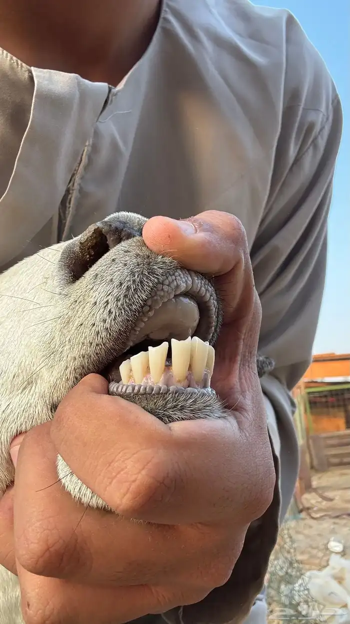 عنز بيشيه والد معه جفره 6