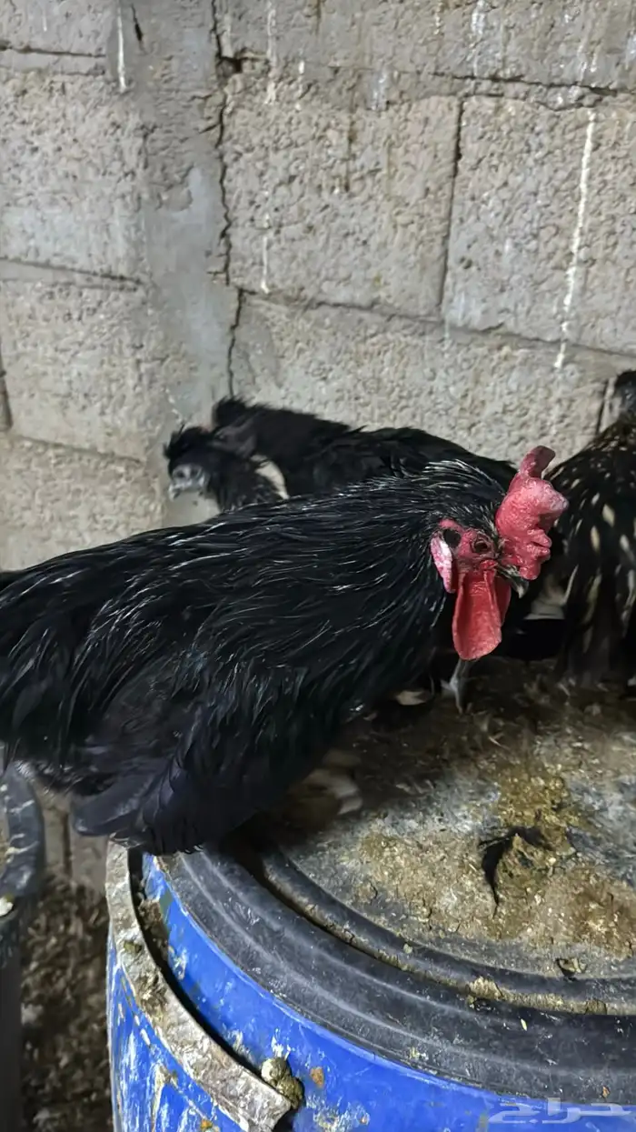 دجاج كويتي حباحب مشكل 46