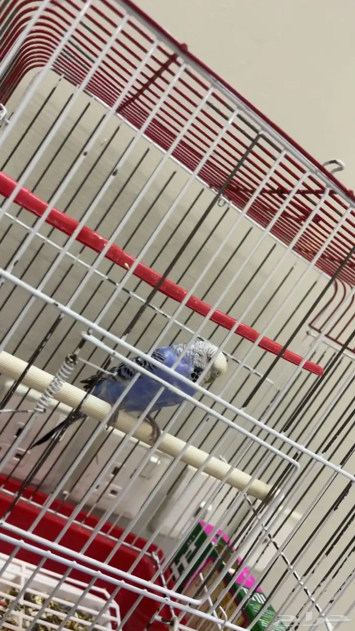 عصفور أليف جدا صوته جميل 2