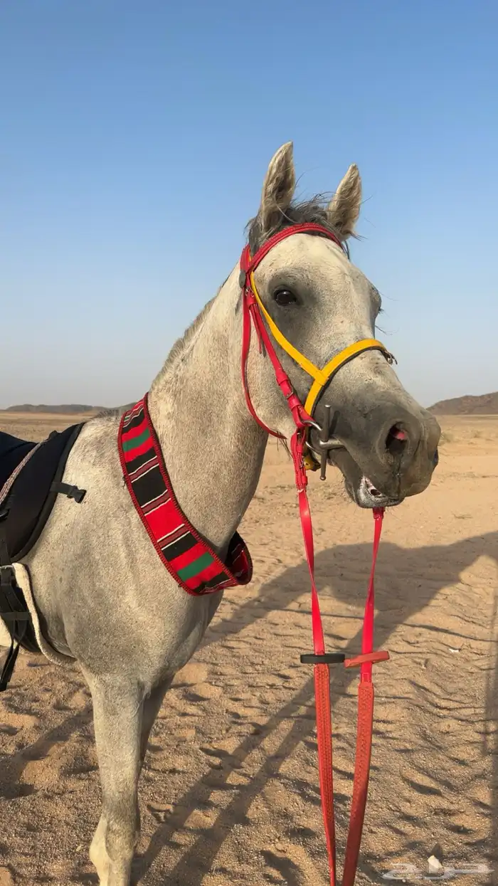 حصان عربي شعبي 1