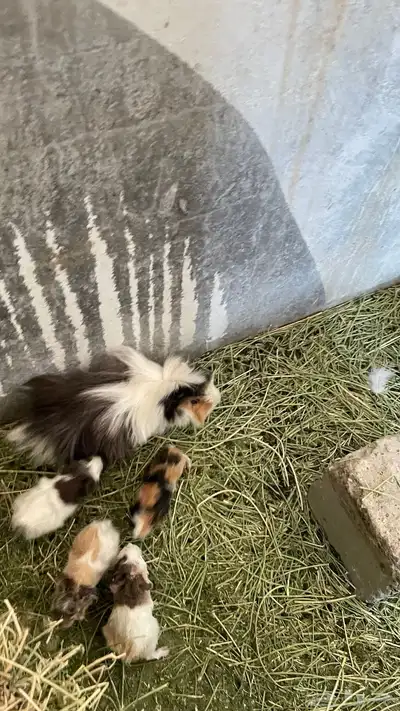 وبران بلدي و أمريكي index