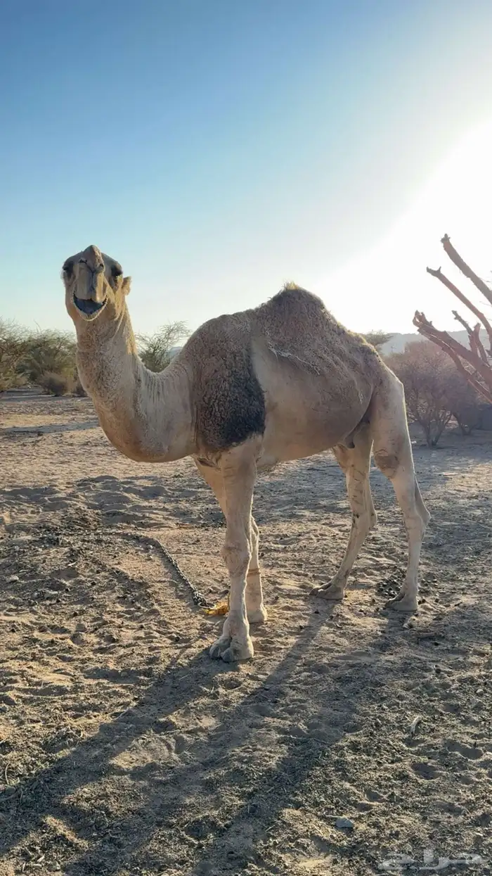 بعير البيع عل جميع اشروط 0