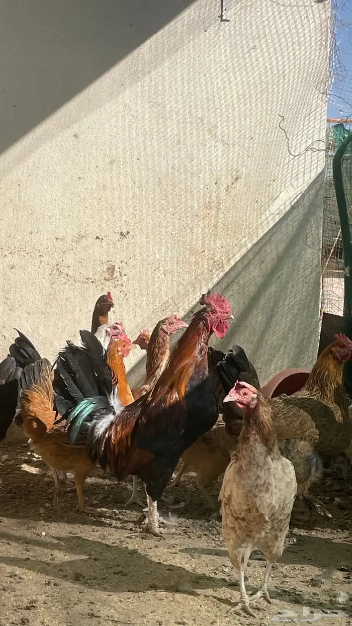 ديك بلدي شرط اذان وتلقيح (تم البيع) 0