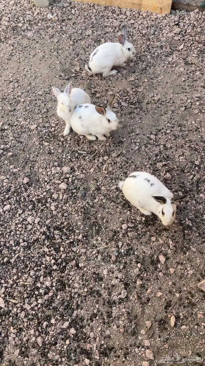 للبيع ارانب فرنسي 2