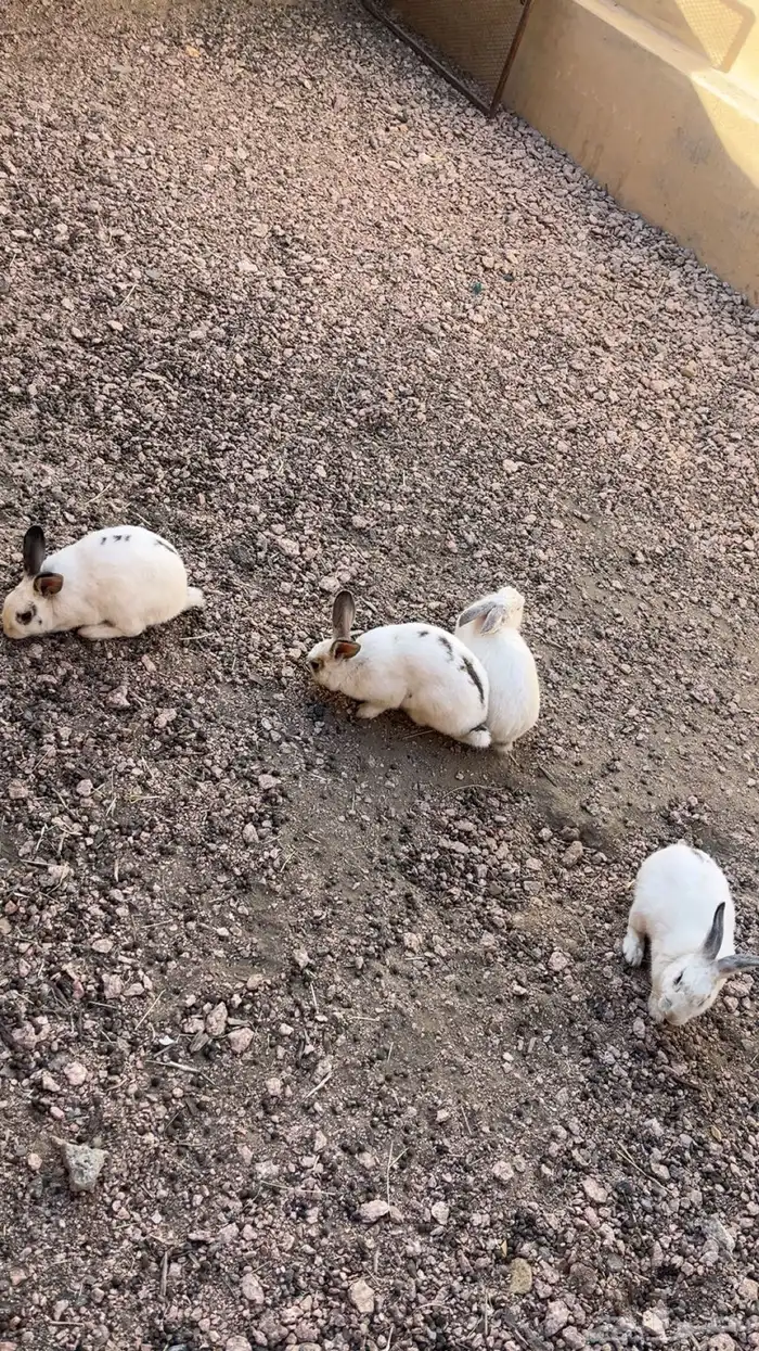 للبيع ارانب فرنسي 0