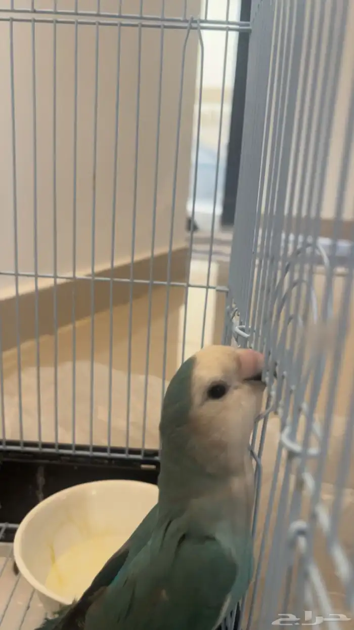 عصفور روز الاحراء انه ذكر القفص ابدا اغلب وقته برا القفص و 0