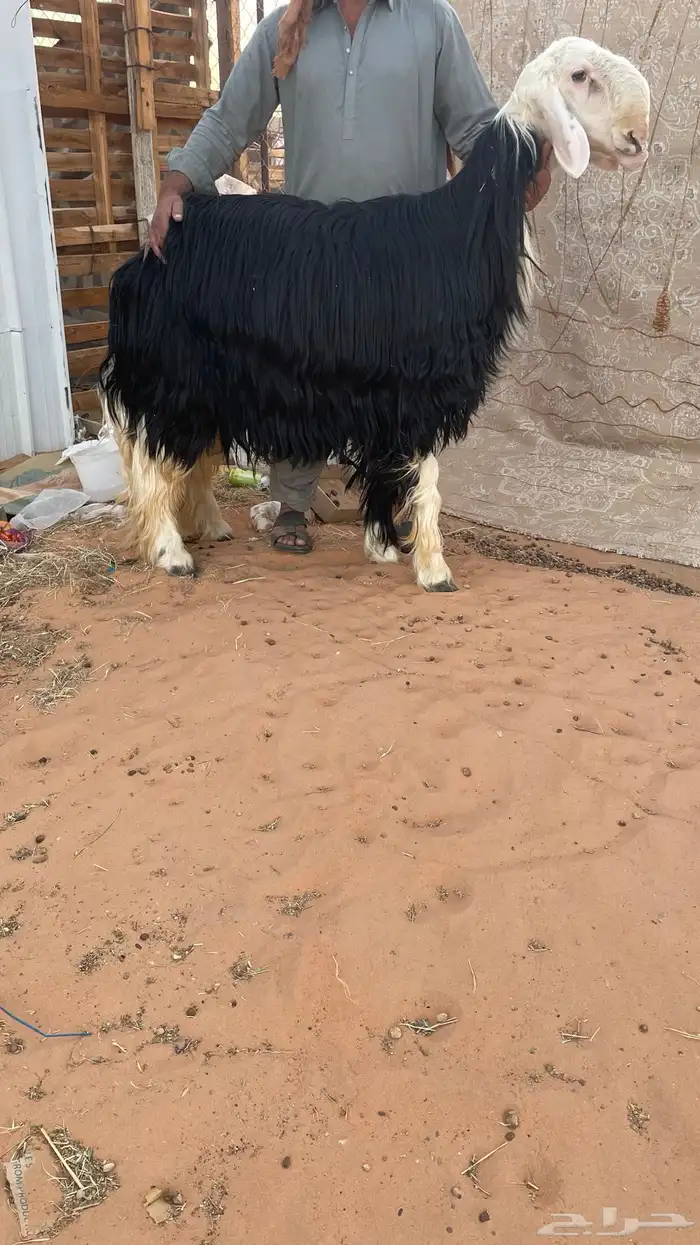 فحل نجدي ثني 2