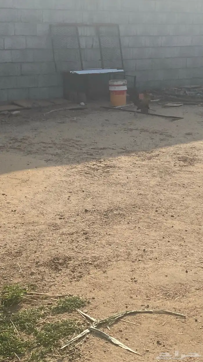 دجاج للبيع 5