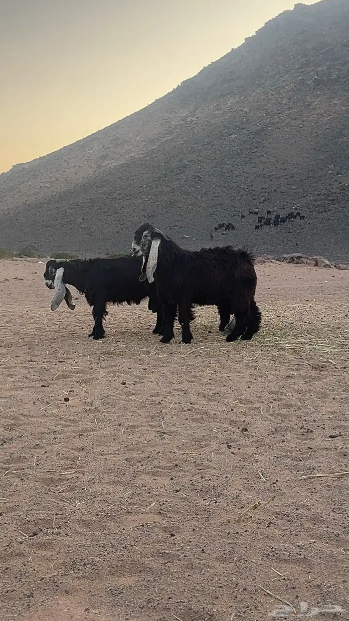 تيوس عوارض _مشاريع فحول 4