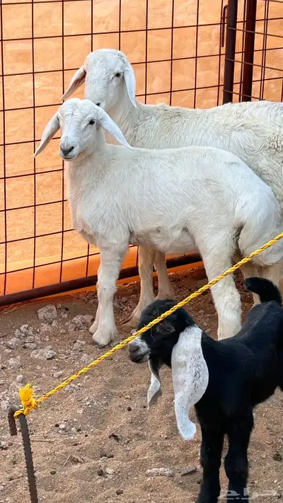 رخل للبيع index