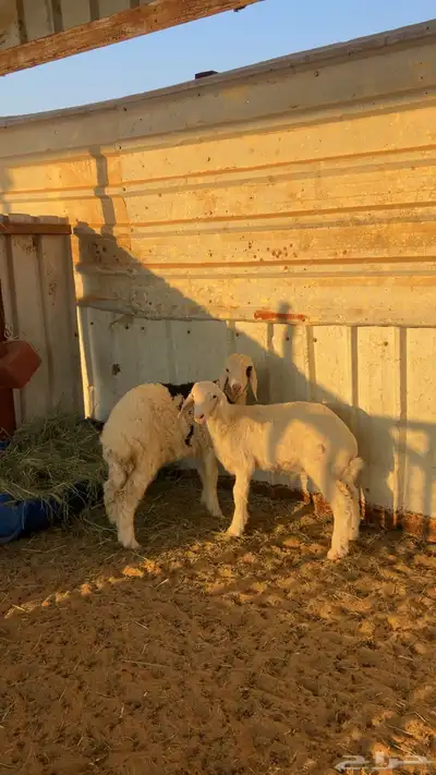 خروف ورخل حريات index