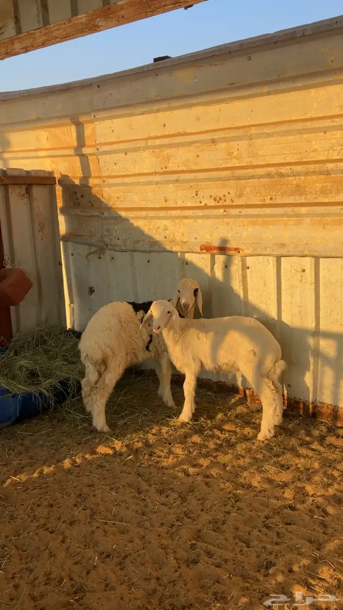 خروف ورخل حريات 0