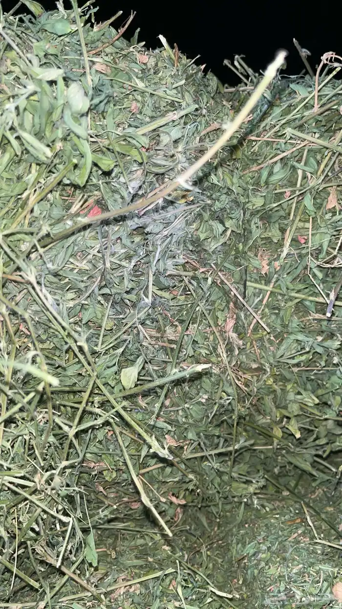 برسيم شد كلاس 0