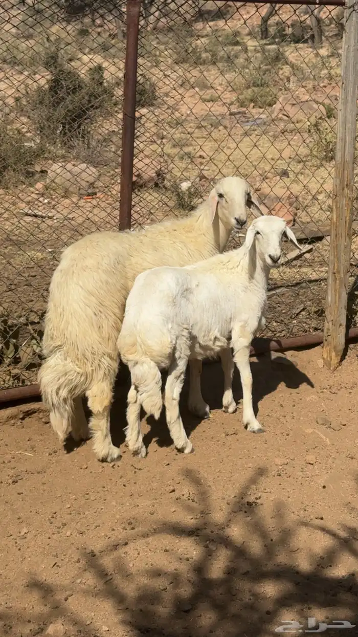 ذبايح للبيع 0