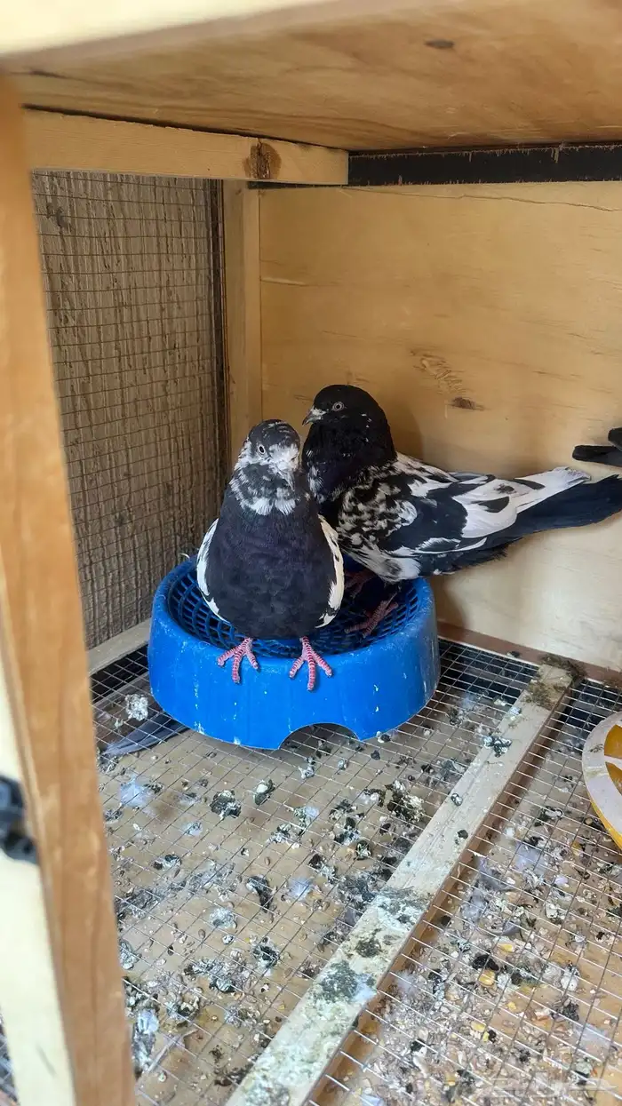 حمام باكستاني رام 1