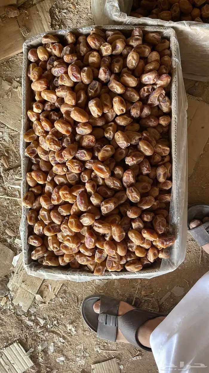 للبيع اعلاف تمور 3000 كيس 33