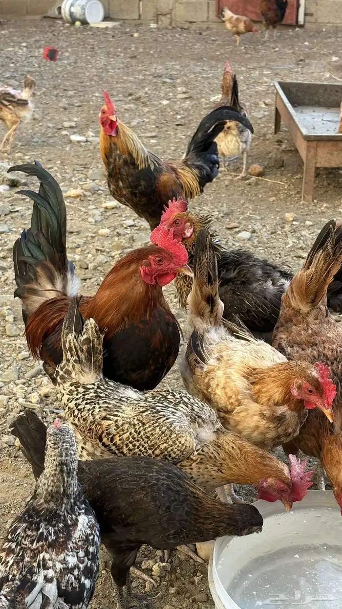 دجاج بلدي للبيع 5