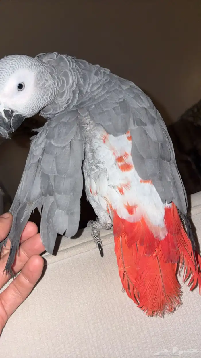 ببغاء كاسكو افريقي طفرة حمرا 2