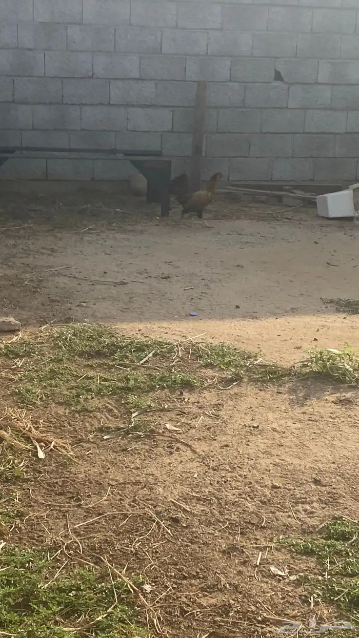 دجاج للبيع 7